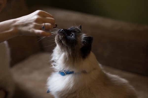 chat-mange-cookies